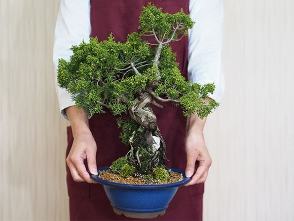 r*i様 [サービスオークション盆栽]真柏/石付き や*ー様 [サービス