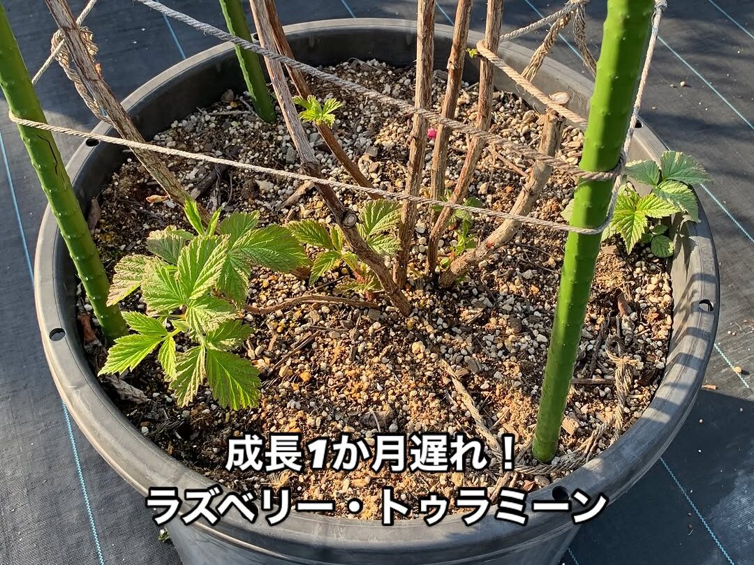 ラズベリー・トゥラミーンの成長記録 | Berry & Sun