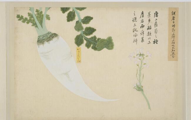博物図譜に見る讃岐の野菜～ダイコンの花～｜ビジネス香川