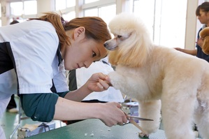 ペット資格通信専門校「日本ケンネルカレッジ」の講座一覧