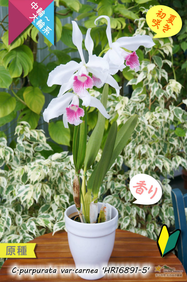 初夏咲きカトレア原種・実生株現品】C.purpurata var.carnea 'HR16891