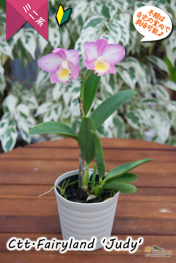 ピンクのグラデーションを楽しめるミニカトレア】Ctt.Fairyland 'Judy