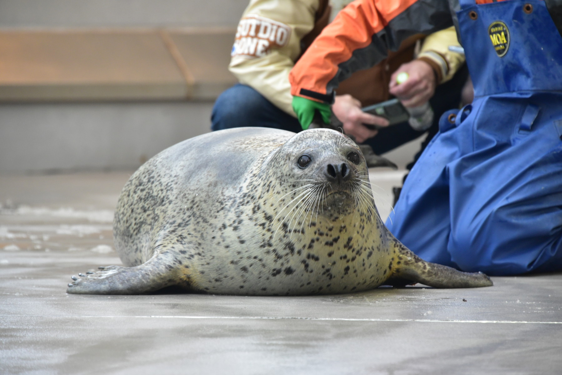 ちょっと引っ越します – 男鹿水族館GAO