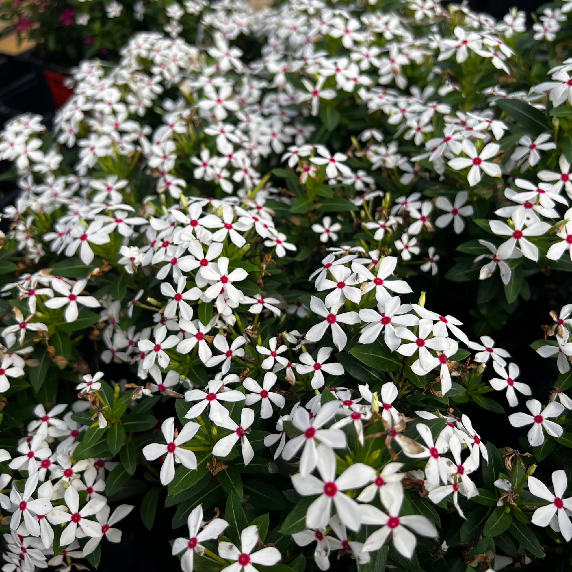 Soiree® Kawaii White Peppermint Catharanthus Plant | GrowJoy