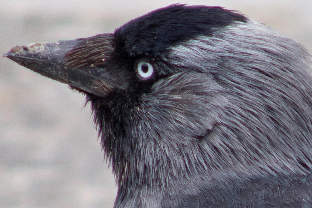 Soligor / Cunor et al 350mm F5.6 Lens Reviews - Tokina Lenses