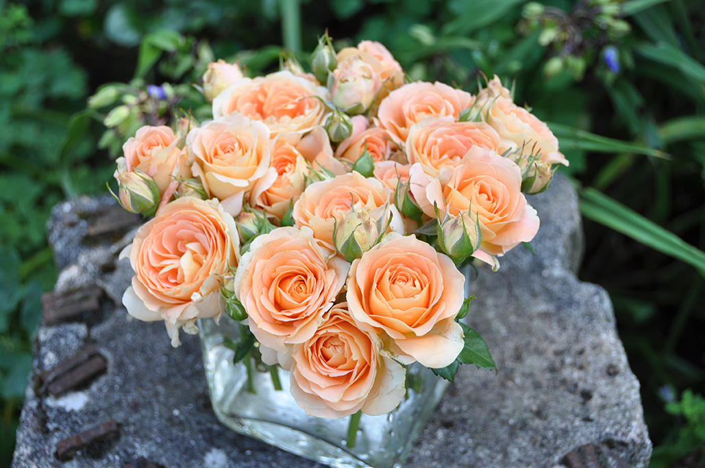 ラ・ドルチェ・ヴィータ | デルバールJAPON