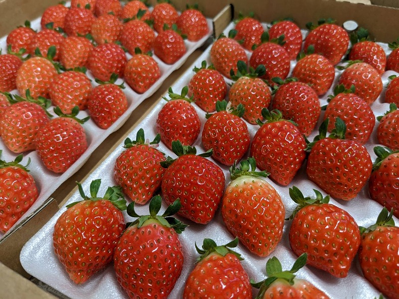 取扱品目 | 株式会社伊達苺ファーム