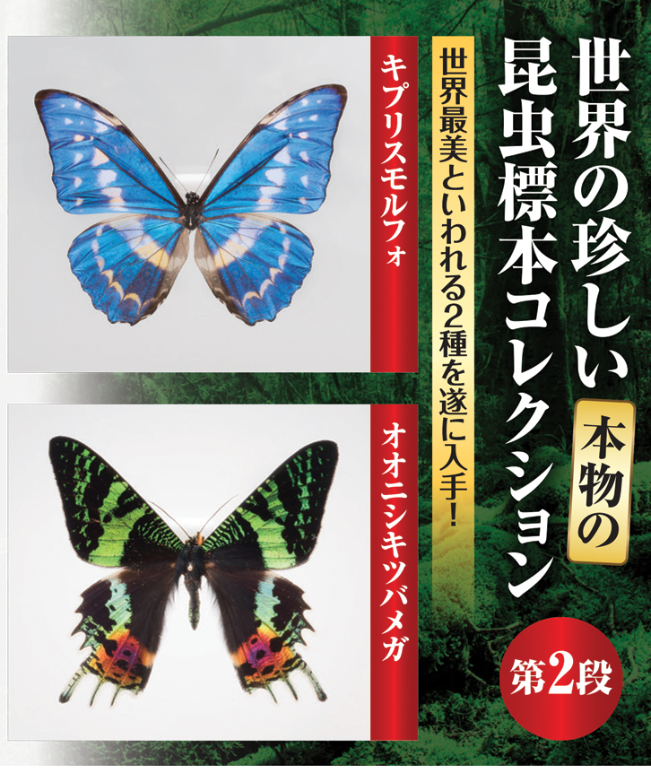 キプリスモルフォ 昆虫標本 - 三宝堂オンラインショップ
