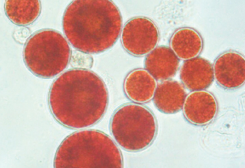 CENTENRY SAKUYA Kronos Mask