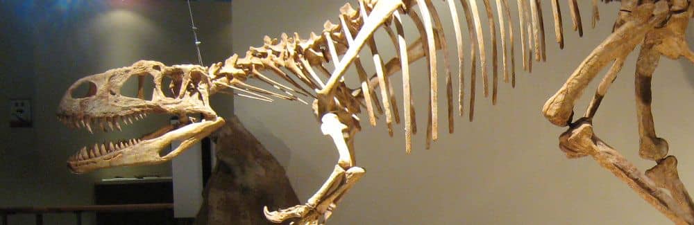 アフロベナトル | 恐竜のしっぽ -図鑑-