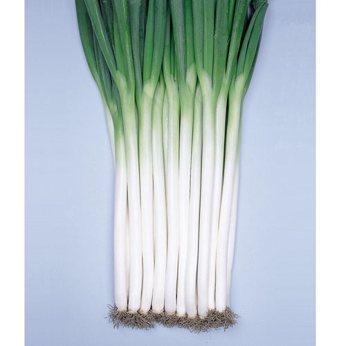 鳴瀬一本[ネギ] - e-種や｜国内最大級の野菜種・花種・苗・農業資材の