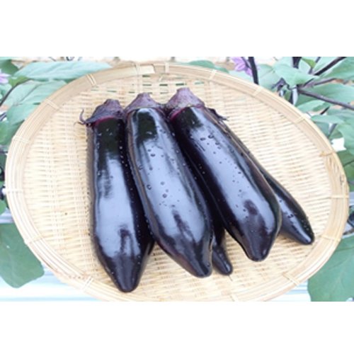 艶錦[茄子] - e-種や｜国内最大級の野菜種・花種・苗・農業資材の販売店