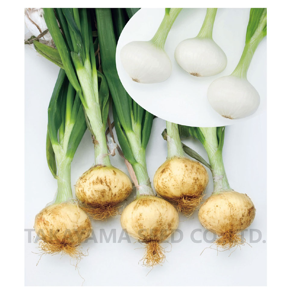 トップゴールド305[玉葱] - e-種や｜国内最大級の野菜種・花種・苗