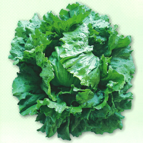 ゴジラ[レタス] - e-種や｜国内最大級の野菜種・花種・苗・農業資材の
