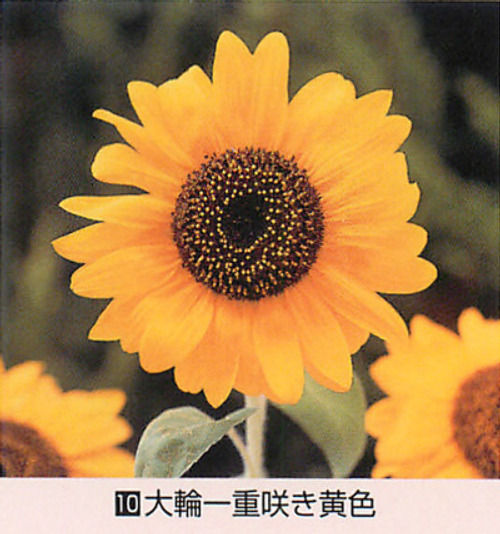 ひまわり - e-種や｜国内最大級の野菜種・花種・苗・農業資材の販売店