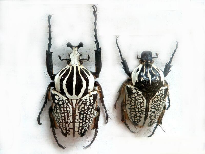 つやま自然のふしぎ館「世界のクワガタ・カブトムシ・カナブン