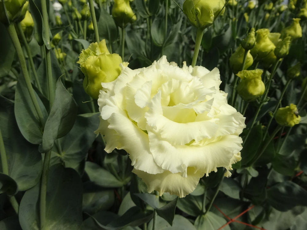 抑制作型での高品質トルコギキョウの生産 ｜ 秋田県農林水産情報こまち