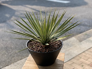 観葉植物 ユッカ 「ロストラータ」「はな平」｜【イーフローラ