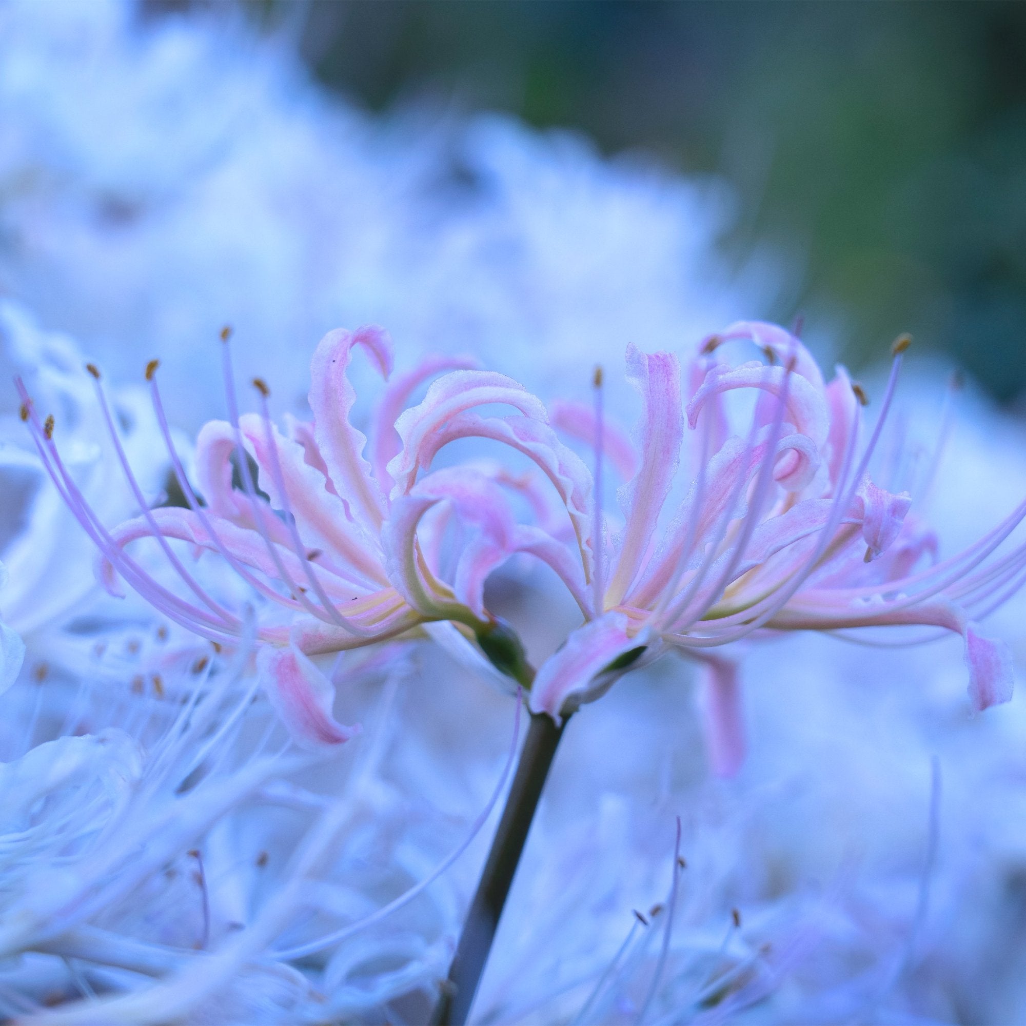Spider Lily Bulbs For Sale Online | Moonlight Collection – Easy To