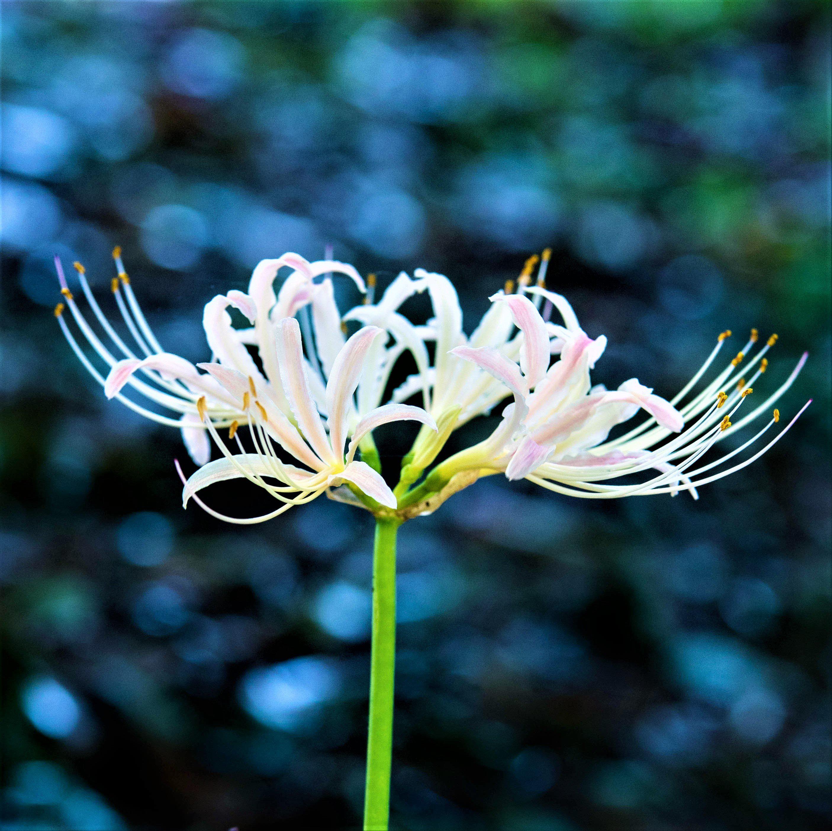Color Mix Spider Lily Bulbs For Sale Online | Mystery Collection