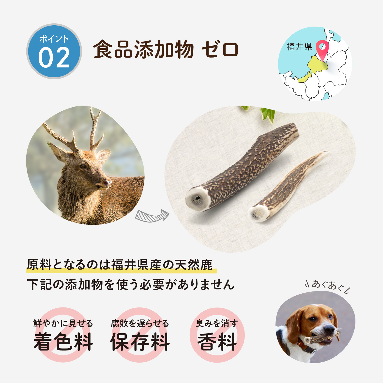 天然鹿の角 - 永平寺ジビエ