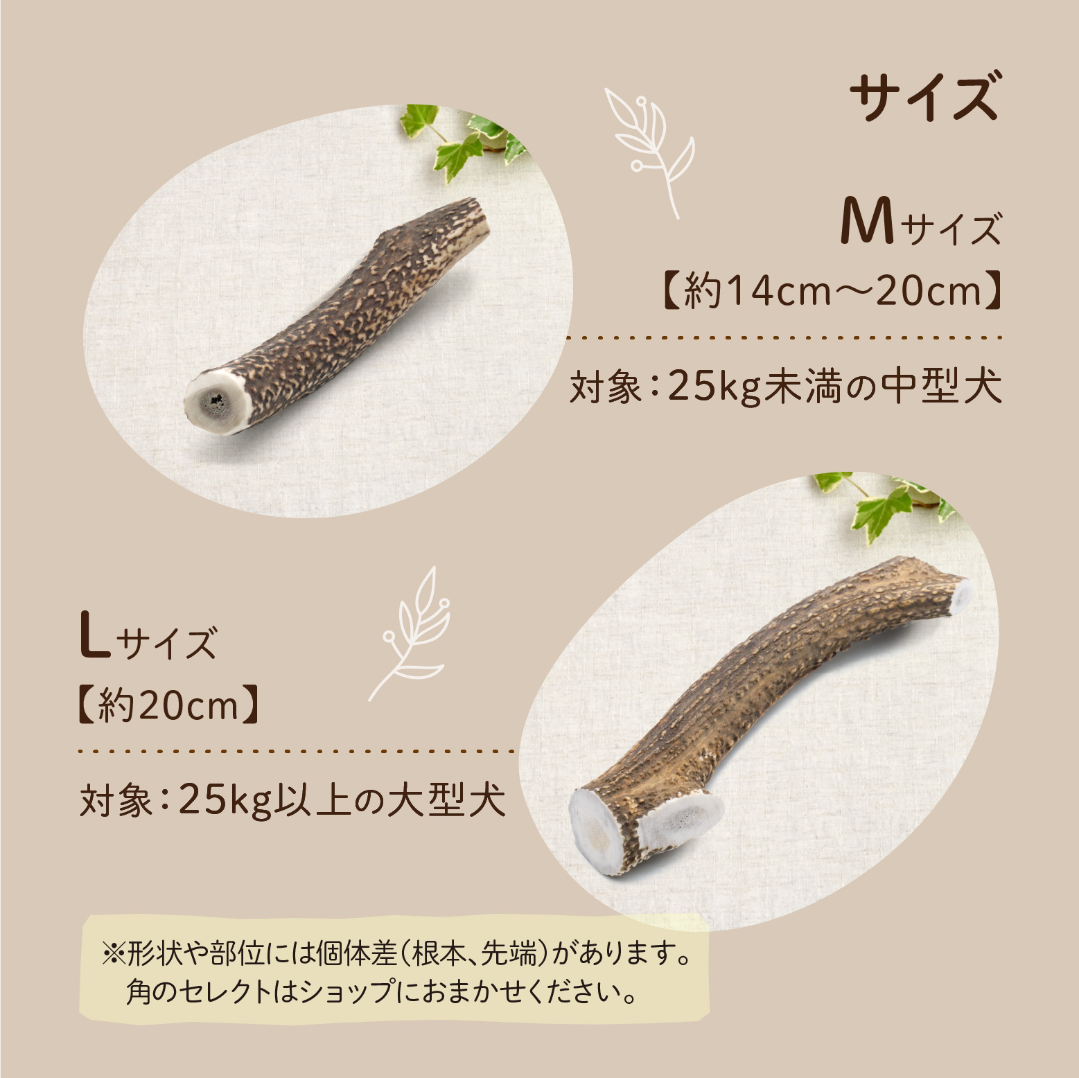 天然鹿の角 - 永平寺ジビエ