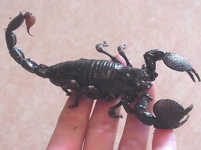 ダイオウサソリ☆♀ - exotic-supply（エキゾチックサプライ）