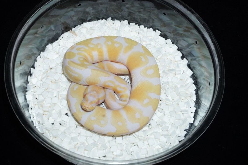 ボールパイソン アルビノ66％hetパイボール ♂ 販売 エキゾチック