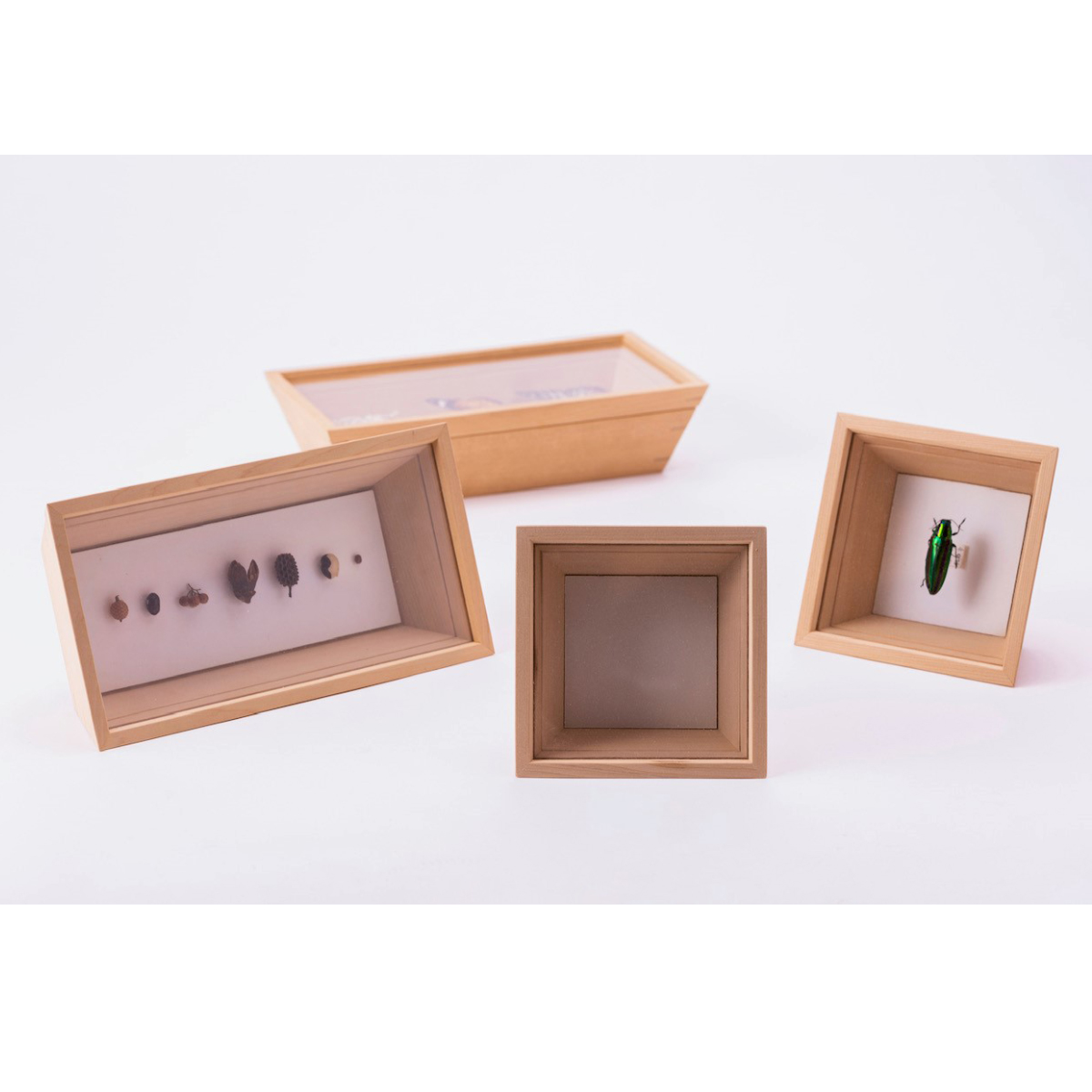 コレクションボックス 木製 S わにもっこ コレクションケース アクリル