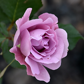 All Roses – Faddegon's Nursery