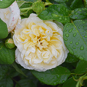 All Roses – Faddegon's Nursery