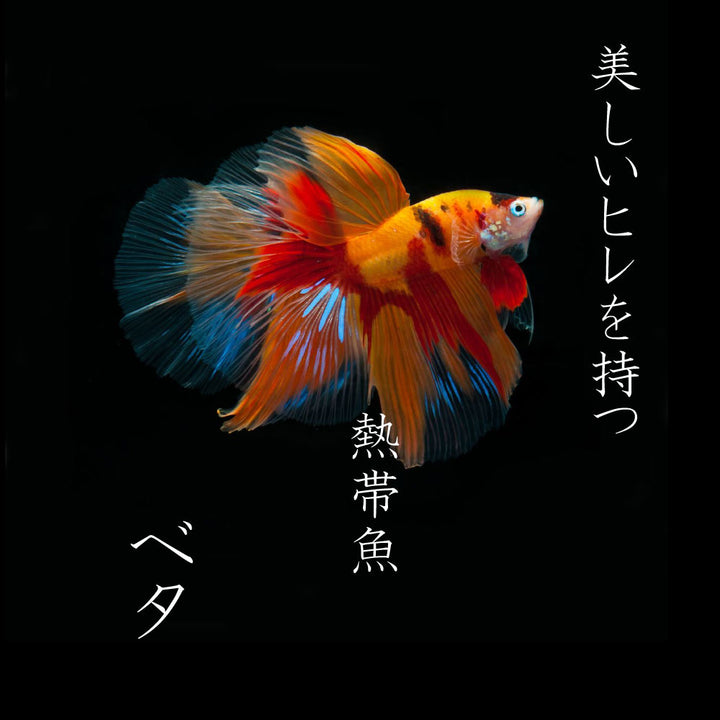 さかなクンがこれはすギョいと大絶賛 豪華 ベタ 写真集 「Betta 2020