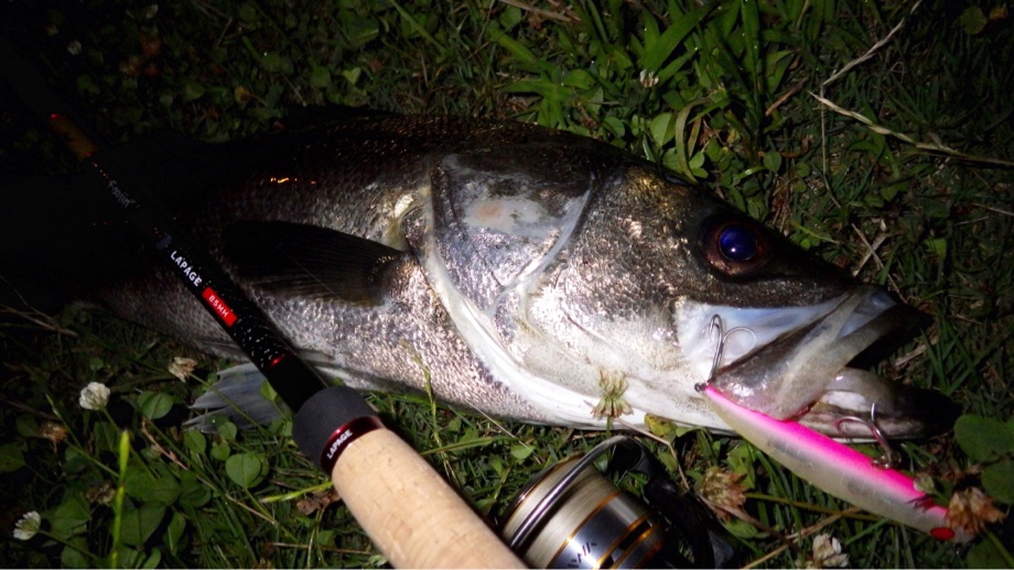 KAGEブログ 広島】 Foojin'AD LAPGE(ラパージュ)85MH インプレ