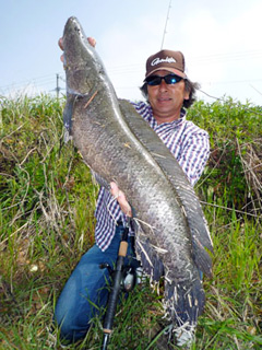 ANACONDA | SNAKE HEAD | FINESSE