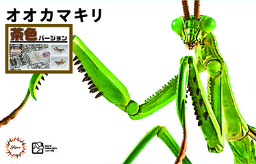自由研究23EX-1 いきもの編 オオカマキリ(茶色)｜自由研究シリーズEXの