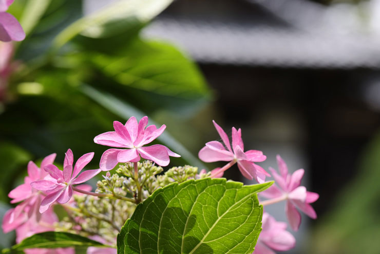 CanonEF100mm F2.8Lマクロ IS USM 実写レビュー