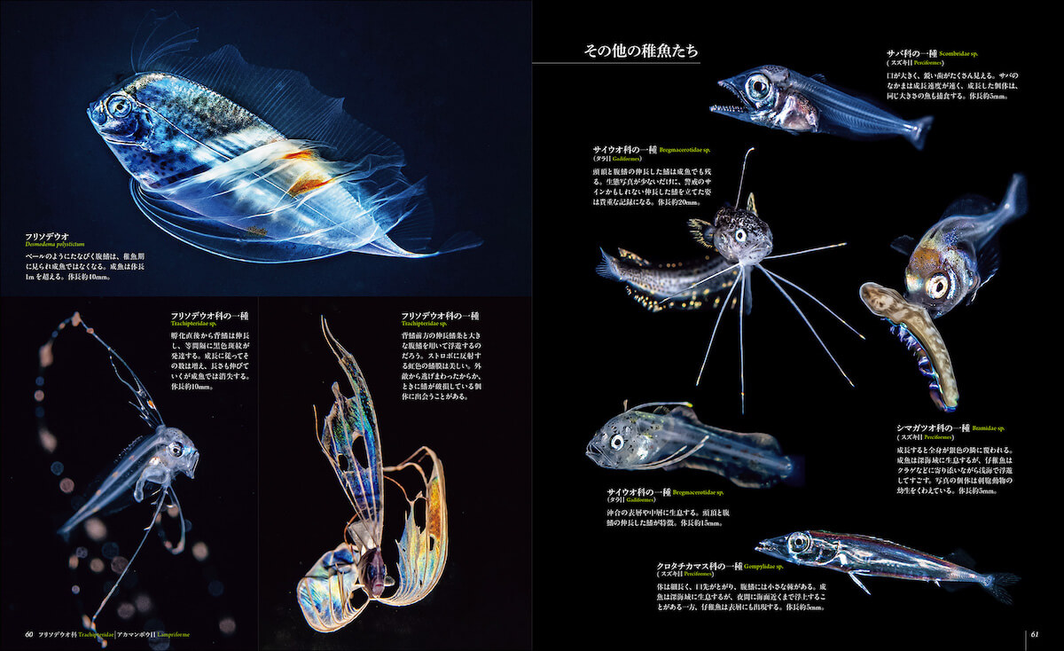 奇抜なフォルムと謎に満ちた生態を大公開！海中に浮遊する幼生が“世界