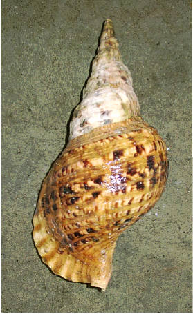 知恵の輪-カ イ （ホラガイ）