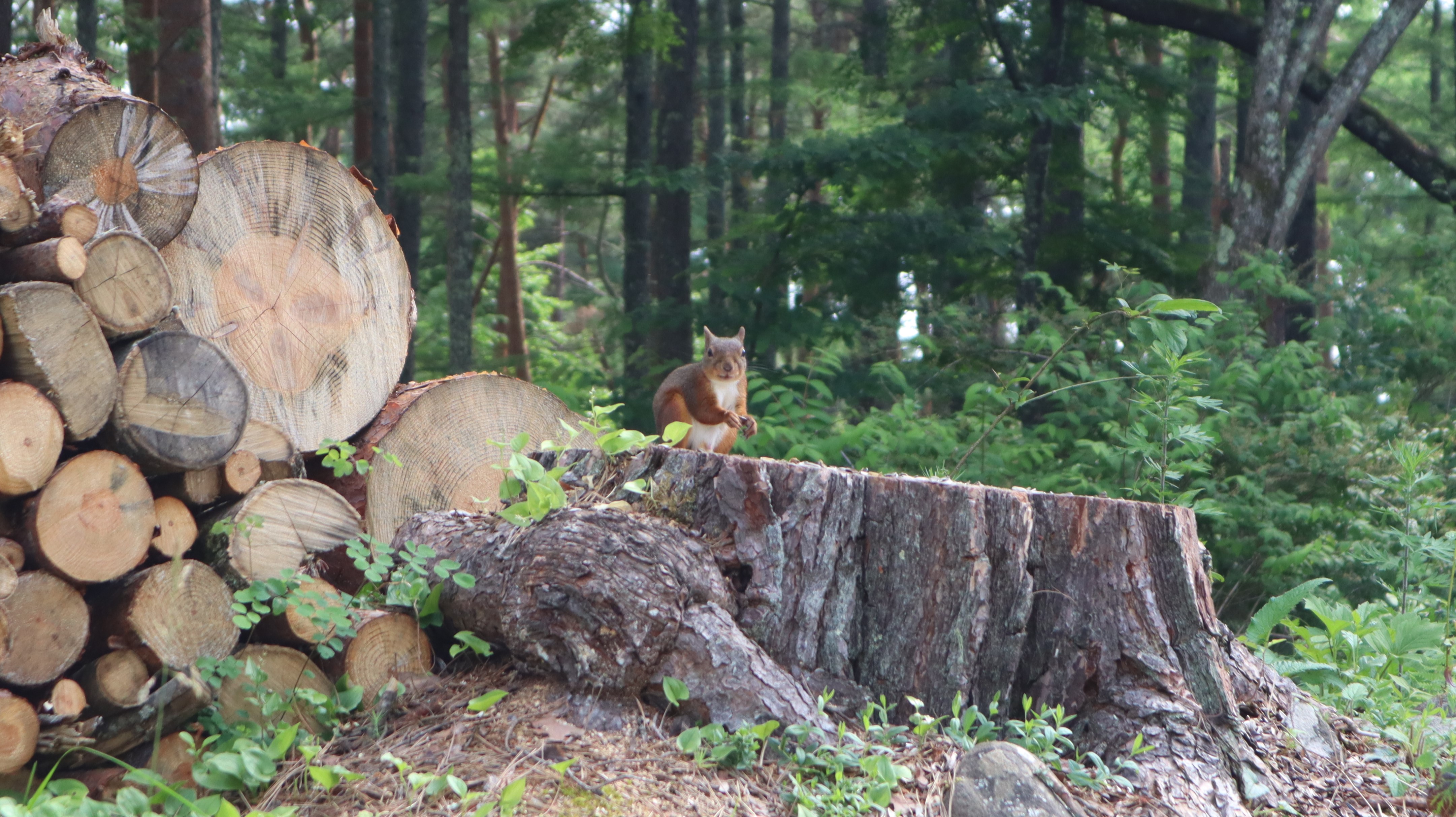 FPLの動物たち②～タヌキ～ | ファナックパートロニクス株式会社