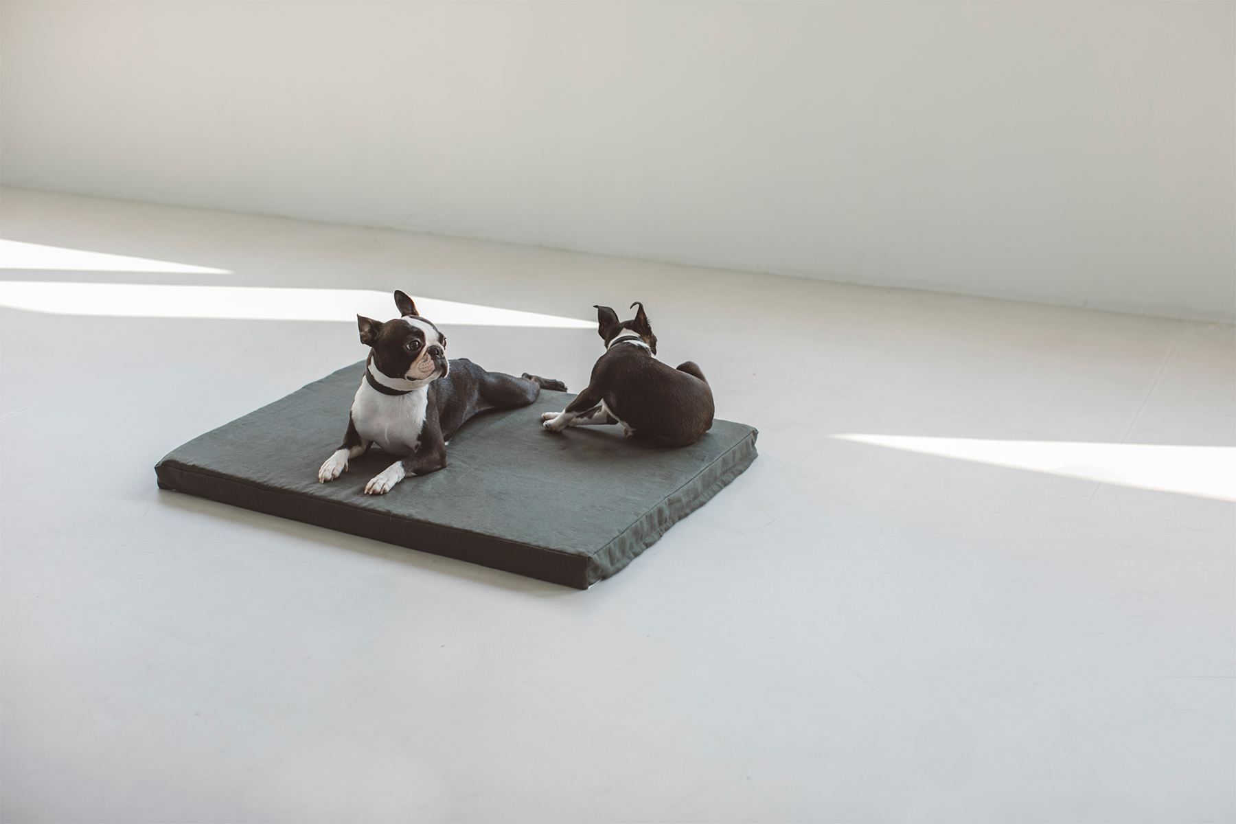 ボストンテリアの歴史 | BLOG | フリーステッチ free stitch