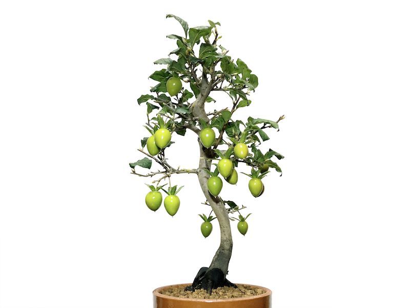 格安盆栽素材/生産品紹介/老爺柿 紅光 自根苗（正木） 販売/通販のFROM