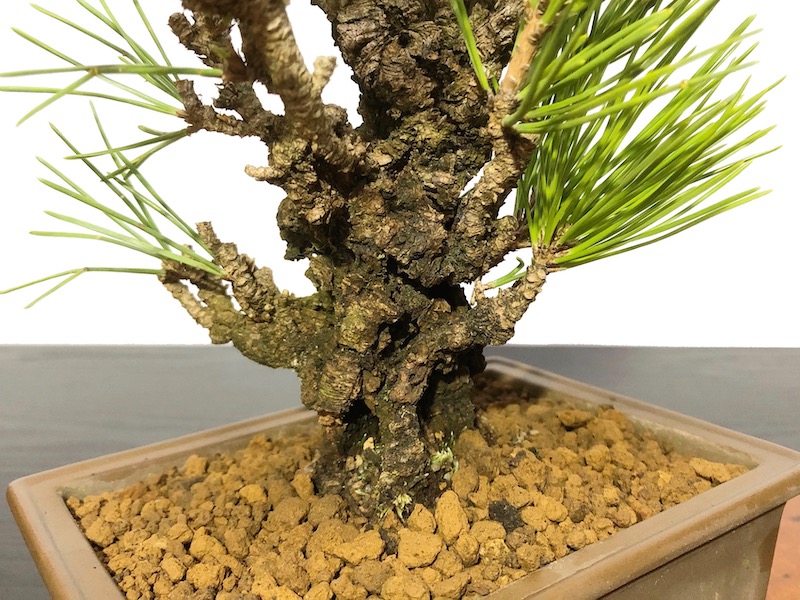 格安盆栽素材/生産品紹介/錦松 夢錦 小品盆栽 販売/通販のFROM JAPAN