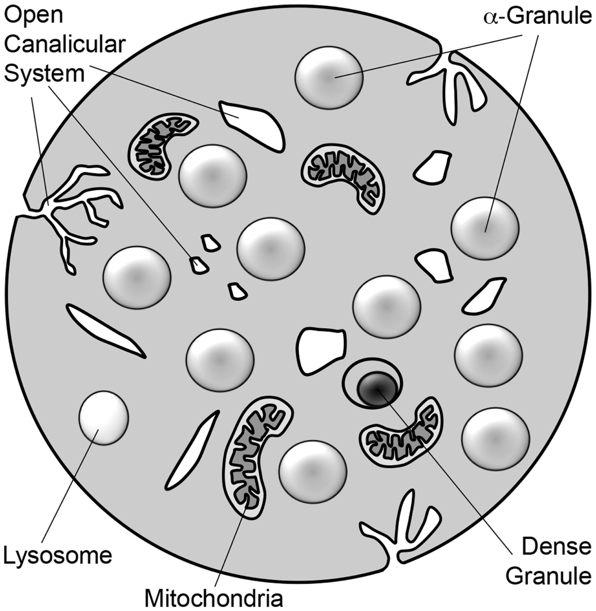 Frontiers | Platelet Granule Exocytosis: A Comparison with