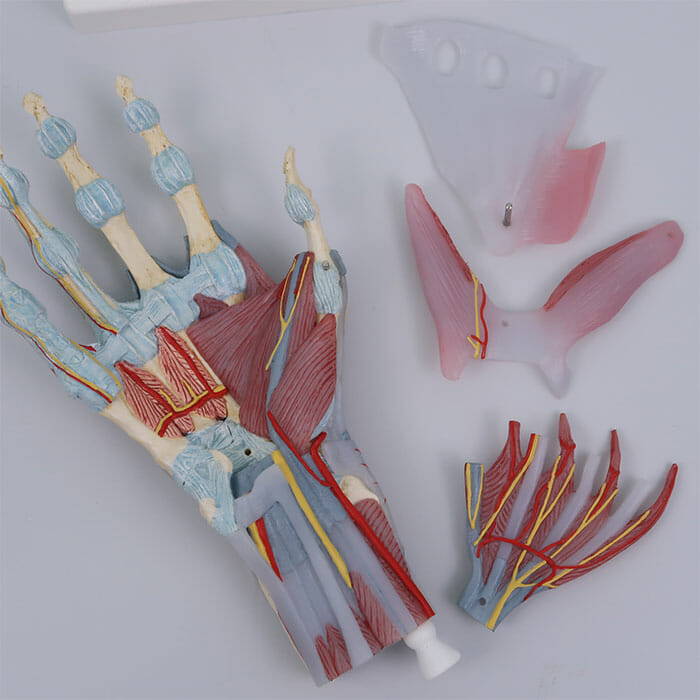 手関節，筋・靭帯付，4分解モデル | 日本スリービー・サイエンティフィック