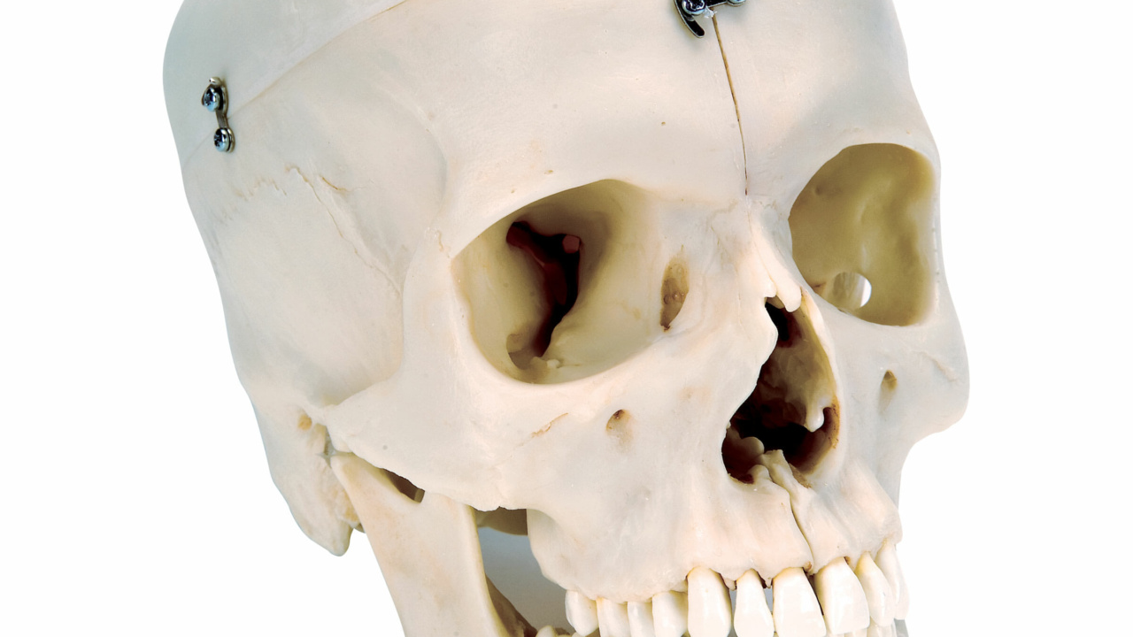 頭蓋，高精度型6分解コンプリートモデル BONElike™ | 日本スリービー