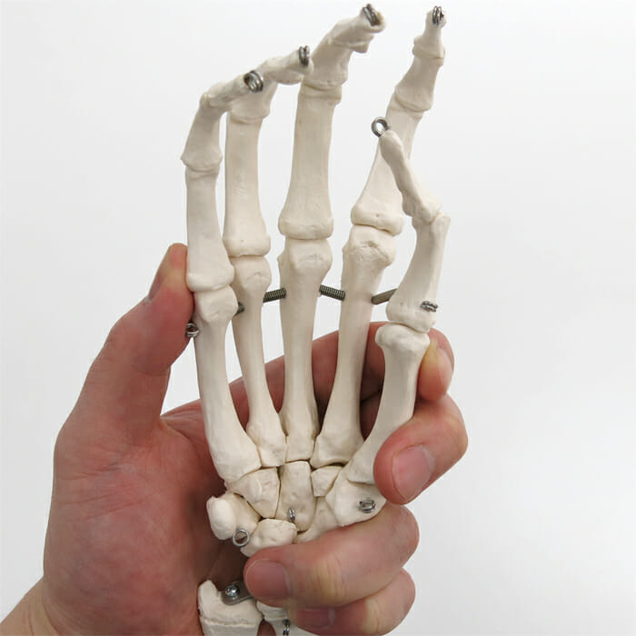 手の骨モデル，前腕骨付，ワイヤーつなぎ | 日本スリービー・サイエン