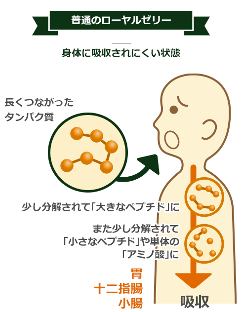 酵素分解ローヤルゼリーとは｜健康食品の通販｜山田養蜂場【公式】