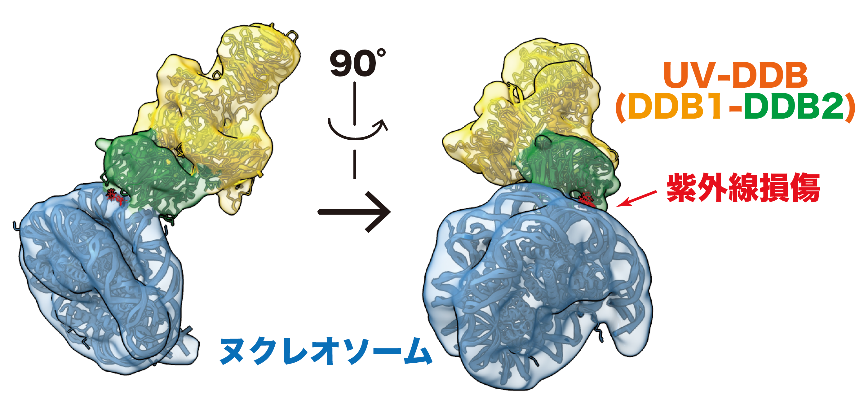 細胞が動く“仕組み”を可視化 がん転移や免疫の理解に前進 | 神戸大学