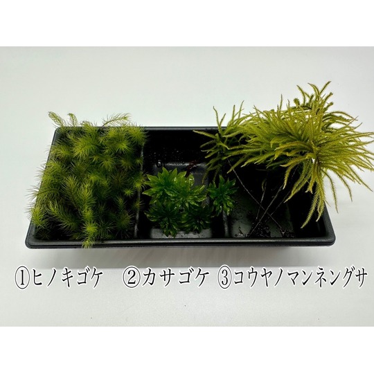 3種パック（185㎜×90㎜） 商品一覧｜高品質の苔販売専門店 苔日光