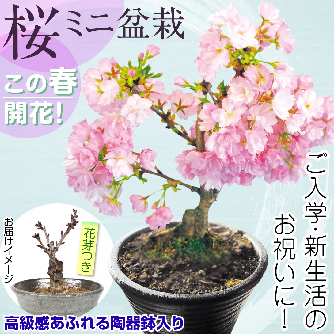 国華園オンラインショップ / 桜 祝桜(旭山) 1鉢 送料無料